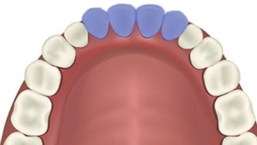how-many-teeth-do-we-have-the-answer-for-children-adults
